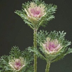 Капуста декоративна Крейн Фезе F1 квін (queen) /10 насінин/ *Takii Seeds*