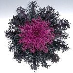 Капуста декоративна Пеакок F1 червона (red) /20 насінин/ *Takii Seeds*