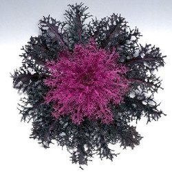 Капуста декоративна Пеакок F1 червона (red) /20 насінин/ *Takii Seeds*