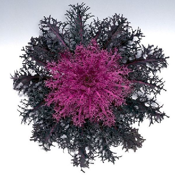 Насіння капусти декоративної Пеакок F1 червона (red) /20 насінин/ *Takii Seeds*