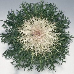 Капуста декоративна Пеакок F1 біла (white) /20 насінин/ *Takii Seeds*