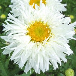 Ромашка Крейзи Дейзи /50 семян/ *Benary*