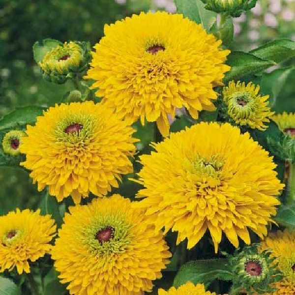 Семена рудбекии Майя /10 семян (драже)/ *Benary*