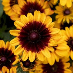 Рудбекия Pawnee Spirit /5 семян (драже)/ *Benary*