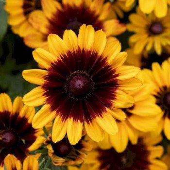 Рудбекія Pawnee Spirit /5 насінин (драже)/ *Benary*