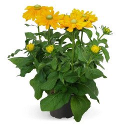 Рудбекия Амарилло Голд /5 семян (драже)/ *Benary*