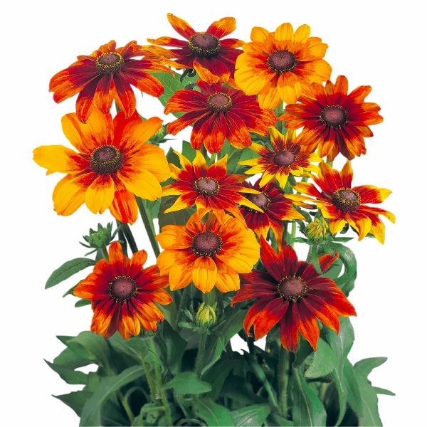 Семена рудбекии Аутум Колорс /10 семян (драже)/ *Benary*