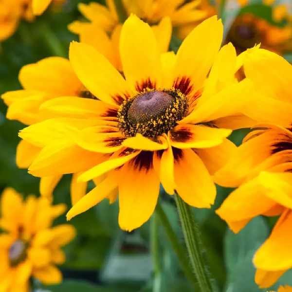 Семена рудбекии Денвер Дейзи /10 семян (драже)/ *Benary*