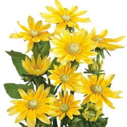 Рудбекия Солнце Прерий /10 семян (драже)/ *Benary*