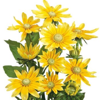 Рудбекія Сонце Прерій /10 насінин (драже)/ *Benary*