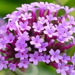 Вербена Пурпел Хейз /20 насінин/ *Hem Genetics*