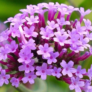 Вербена Пурпел Хейз /20 семян/ *Hem Genetics*