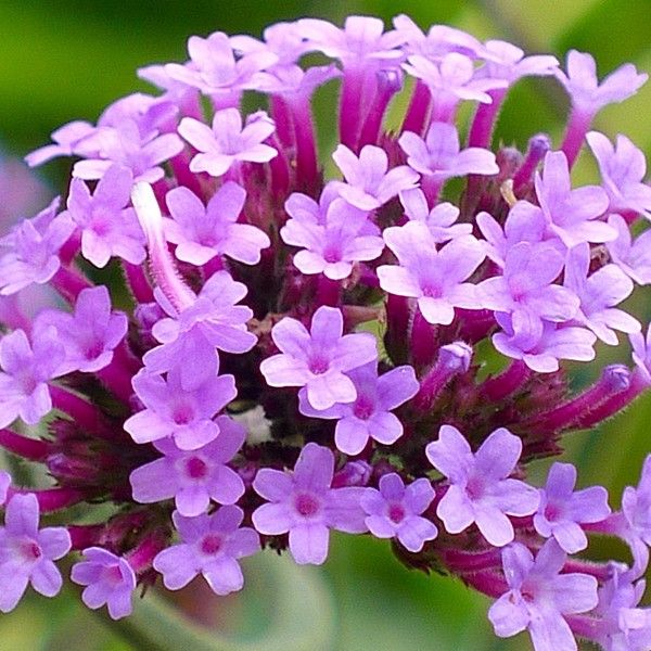 Насіння вербени Пурпел Хейз /20 насінин/ *Hem Genetics*