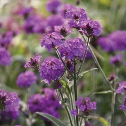 Вербена Дейзлінг Найт /20 насінин/ *Hem Genetics*