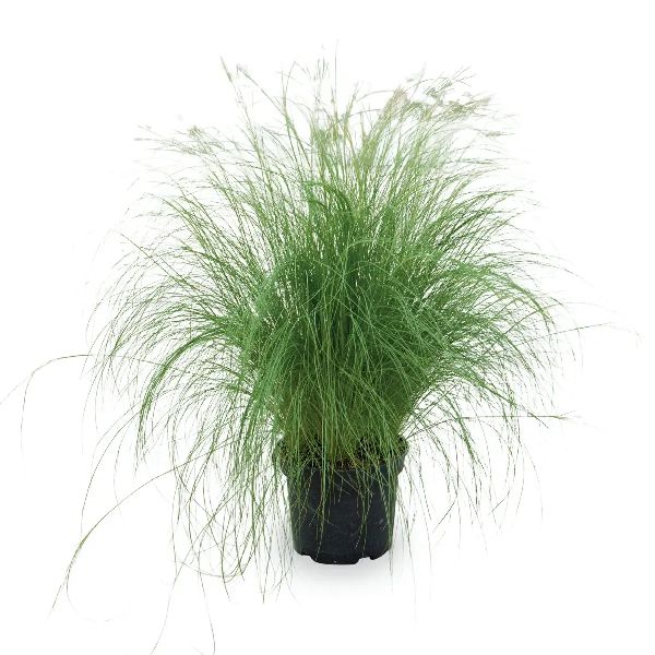 Семена ковыля Пони Тейлз /10 семян/ *Benary*