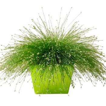 Изолепис Фибре Оптикс /5 мультидраже/ *Takii Seeds*