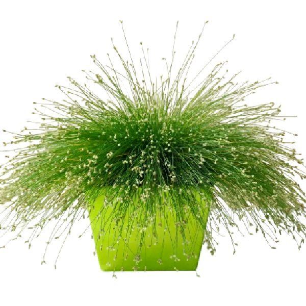 Семена изолепис Фибре Оптикс /5 мультидраже/ *Takii Seeds*