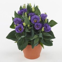 Еустома Джульєтта F1 синя (blue) /10 насінин (драже)/ *Takii Seeds*