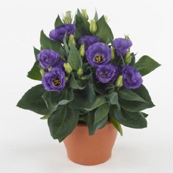 Эустома Джульетта F1 синяя (blue) /10 семян (драже)/ *Takii Seeds*