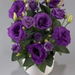 Эустома Рози F1 лавандер блу (lavender blue) /10 семян (драже)/ *Takii Seeds*