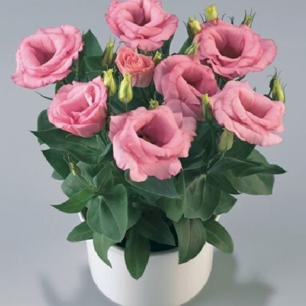 Насіння горщикової еустоми Розі F1 рожева (pink) /10 насінин (драже)/ *Takii Seeds*