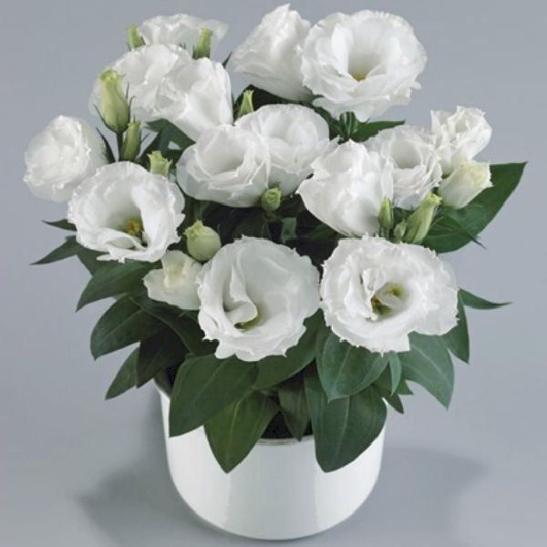 Насіння горщикової еустоми Розі F1 біла (white) /10 насінин (драже)/ *Takii Seeds*