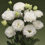 Эустома Корелли F1 2 белая (white) /10 семян (драже)/ *Takii Seeds*