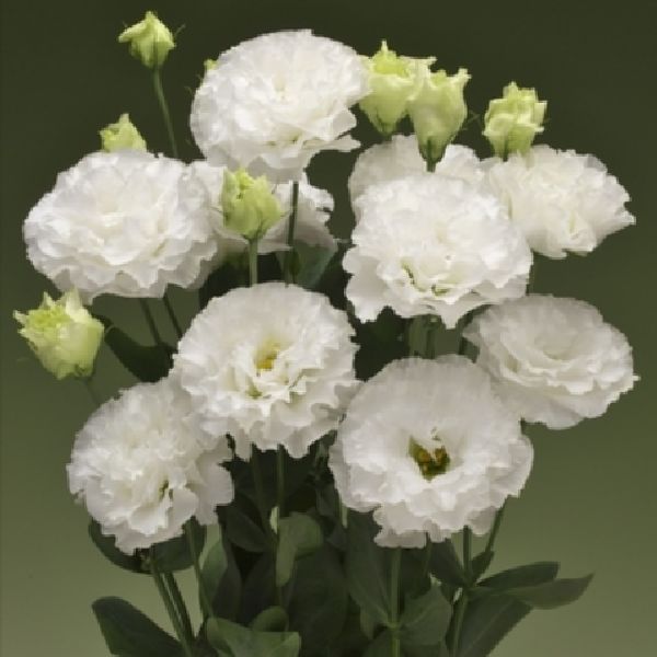 Насіння еустоми Кореллі F1 2 біла (white) /10 насінин (драже)/ *Takii Seeds*