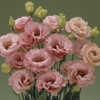 Эустома Корелли F1 3 априкот (apricot) /10 семян (драже)/ *Takii Seeds*