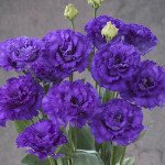 Эустома Корелли F1 3 синяя (blue) /10 семян (драже)/ *Takii Seeds*