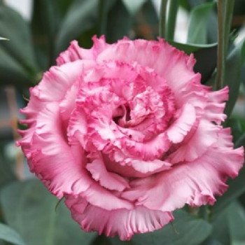 Эустома Корелли F1 3 темно-розовая (deep pink) /10 семян (драже)/ *Takii Seeds*