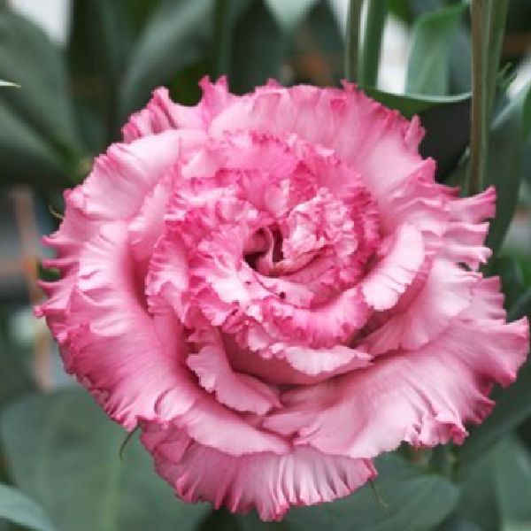 Насіння еустоми Кореллі F1 3 темно-рожева (deep pink) /10 насінин (драже)/ *Takii Seeds*