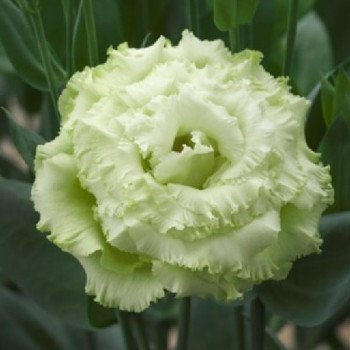 Эустома Корелли F1 3 зеленая (green) /10 семян (драже)/ *Takii Seeds*