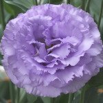 Еустома Кореллі F1 3 лавандова (lavender) /10 насінин (драже)/ *Takii Seeds*