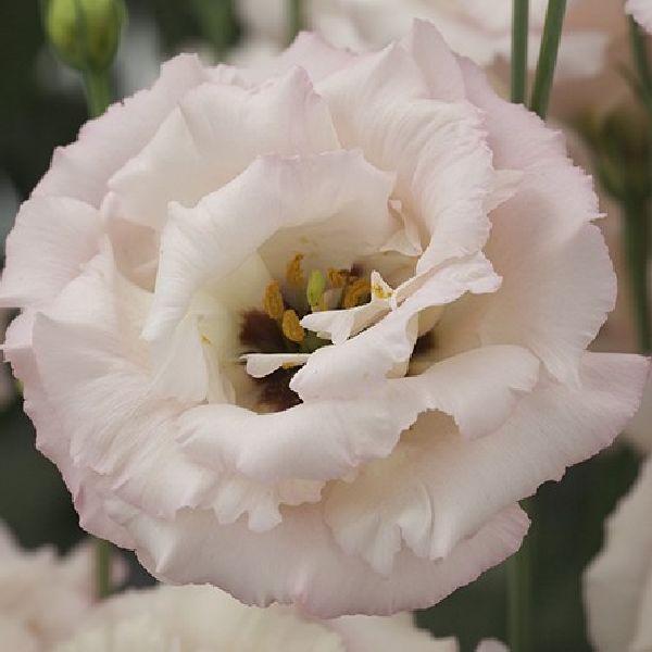 Насіння еустоми Кореллі F1 3 світло-рожева (light pink) /10 насінин (драже)/ *Takii Seeds*