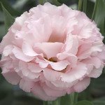 Еустома Кореллі F1 3 піач (peach) /10 насінин (драже)/ *Takii Seeds*