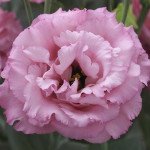 Еустома Кореллі F1 3 роуз (rose) /10 насінин (драже)/ *Takii Seeds*