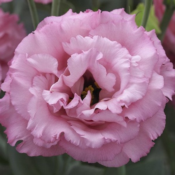 Насіння еустоми Кореллі F1 3 роуз (rose) /10 насінин (драже)/ *Takii Seeds*