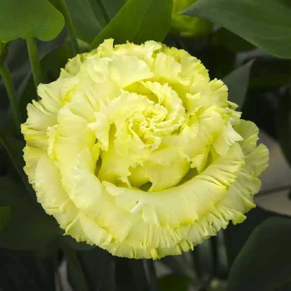 Насіння еустоми Кореллі F1 3 жовта (yellow) /10 насінин (драже)/ *Takii Seeds*