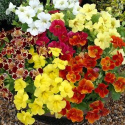 Мімулюс Максимус F1 суміш (mix) /20 насінин (драже)/ *Floranova*