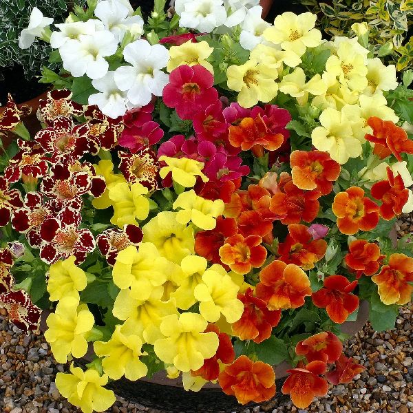 Насіння мімулюсу Максимус F1 суміш (mix) /20 насінин (драже)/ *Floranova*