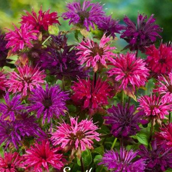 Монарда дидума Панорама смесь (mix) /20 семян/ *Benary*