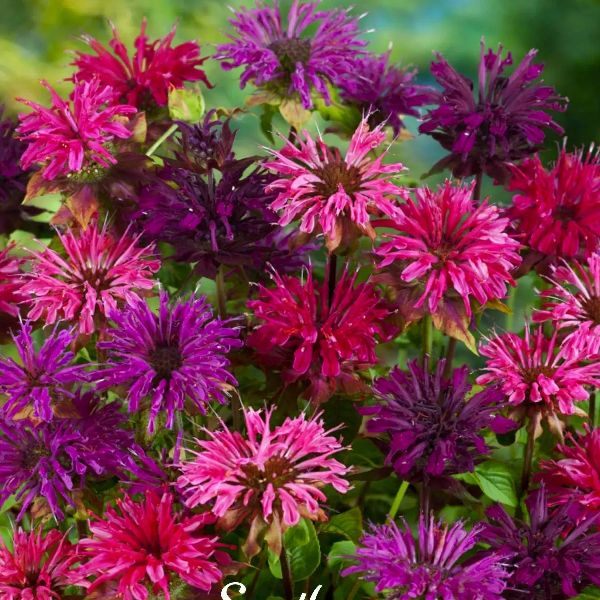 Насіння монарди дідума (двійчаста) Панорама суміш (mix) /20 насінин/ *Benary*