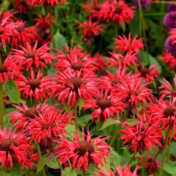 Монарда дидума Панорама красная (red) /20 семян/ *Benary*