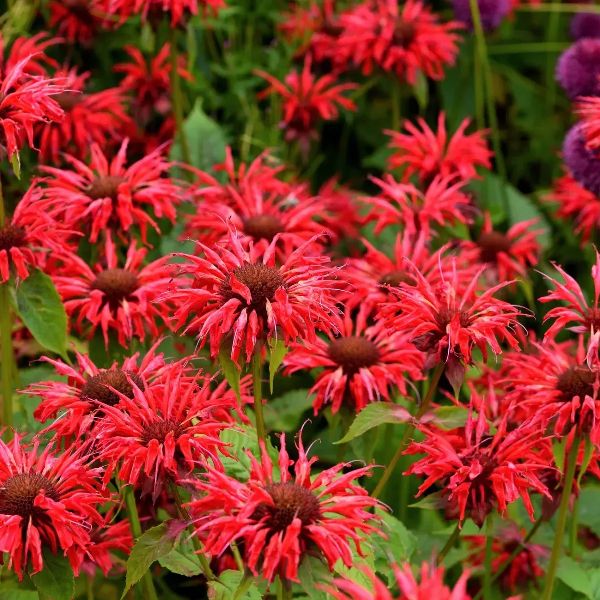 Насіння монарди дідума (двійчаста) Панорама червона (red) /20 насінин/ *Benary*