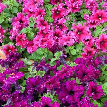 Петунія Еспрессо Фраппе F1 суміш (mix) /20 насінин/ *Floranova*