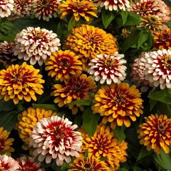 Цинния Свиззл F1 смесь (mix) /5 семян/ *Syngenta*