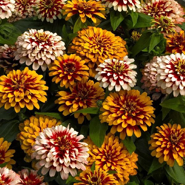 Насіння цинії Свіззл F1 суміш (mix) /5 насінин/ *Syngenta*