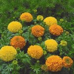 Бархатцы Инка ІІ F1 смесь (mix) /20 семян/ *Syngenta*