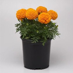 Чорнобривці Перфекшен F1 помаранчеві (orange) /10 насінин/ *Syngenta*